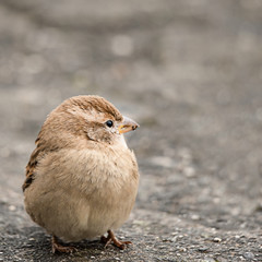 sparrow on the ground. One sparrow perching on ground in winter in Switzerland.
