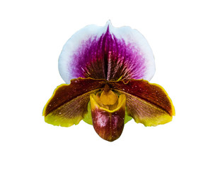 Paphiopedilum, (Lady'slipper), beautiful wild-orchid on white background with clipping paht.