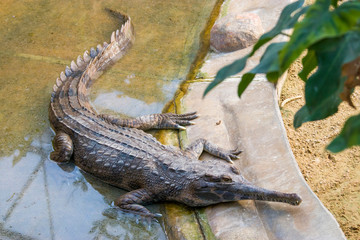 The false gharial is a freshwater crocodilian native to Malaysia, Borneo, Sumatra, and Java.
It is dark reddish-brown above with dark brown or black spots and cross-bands on the back and tail.