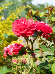 レッドレオナルドダヴィンチ