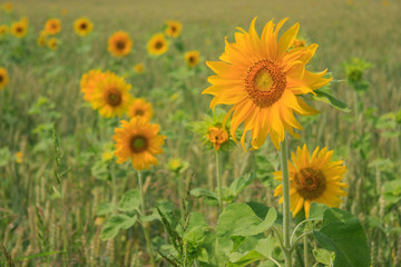 Blooming sunflowers on the field in the sunlight	
	
