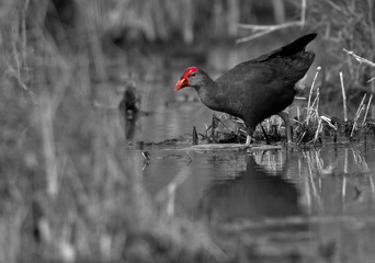 Grey-headed Swamphen in its habitat at Asker Marsh, Bahrain. A selective black and white conversion.