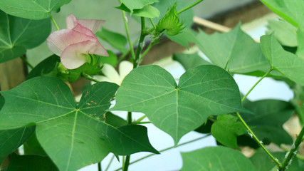 Obraz premium Cottonwood tree or Populus deltoides in Indonesia. 