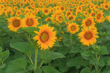 Blooming sunflowers on the field in the sunlight
