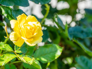 ベルロマンティカ