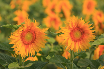 Blooming sunflowers on the field in the sunlight