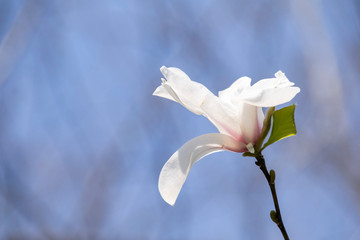 Fototapeta na wymiar White flower of Kobushi magnolia - Magnolia kobus. It is called 