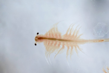 Super macro close up of Artemia salina a 100 million old species of brine shrimp, aquatic crustaceans.