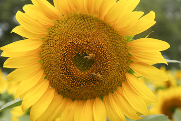 bees on a blooming sunflower, close-up