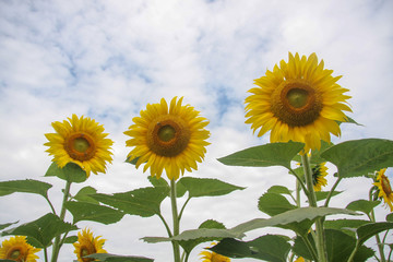 Blooming sunflowers against the sky