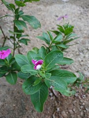 purple flower in garden