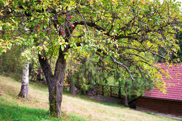 Wild apple tree with fruits on a slope in the mountains