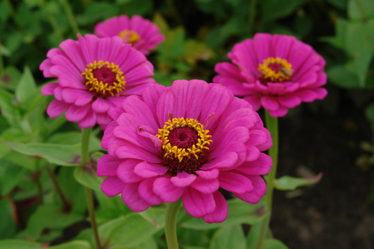 A close up of bright purple-pink double flowers of zinnia elegans (common zinnia, youth-and-age, elegant zinnia) of the 'Purple Prince' variety in the garden