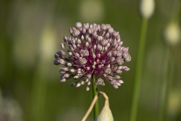 Closeup of Onion flower stalks at shallow depth of focus