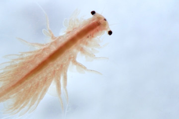 Super macro close up of Artemia salina a 100 million old species of brine shrimp, aquatic crustaceans.