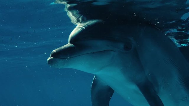 dolphin underwater frame