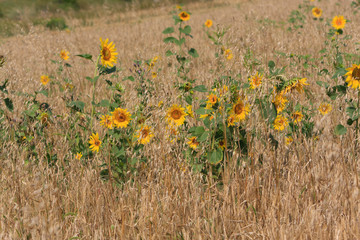 Blooming sunflowers on the field in the sunlight
