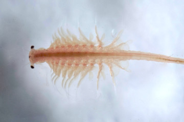 Super macro close up of Artemia salina a 100 million old species of brine shrimp, aquatic...