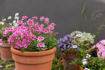 Fototapeta na wymiar Flowers in terracotta pots standing in yard with grey wall in blurred background