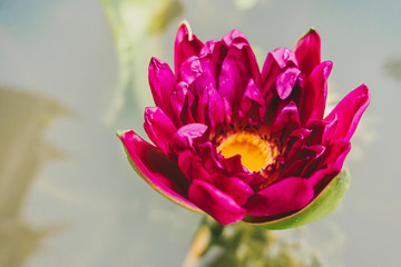 Beautiful red purple lotus water lily