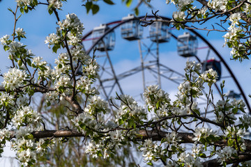 Blooming apple tree on a background of a ferris wheel