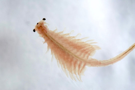 Artemia or brine shrimp aquatic animal kawaii flat