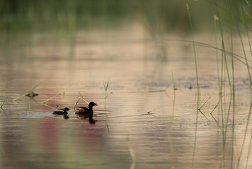  Little grebe with chicks at Buhair lake, Bahrain
