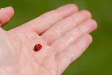 Close up of human hand holding one red wild strawberry, ripe and ready to eat