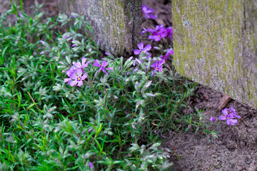 Purple periwinkle flowers grow under a fence in a village