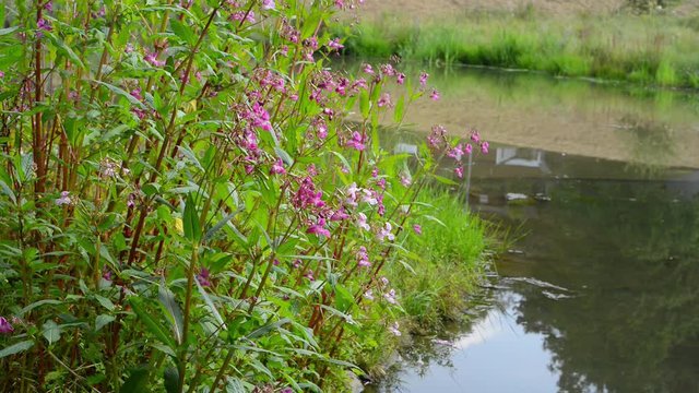 Bees and Insects searching for pollen on Impatiens glandulifera plants
