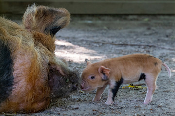 Newly born piglet nose to nose with its mom