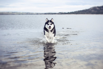 Husky dog running in the water © Rocio