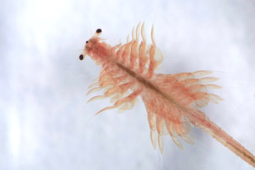 Super macro close up of Artemia salina a 100 million old species of brine shrimp, aquatic...
