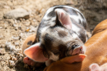 Small piglet half sleeping on his siblings