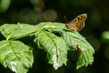Butterfly sitting on a green leaf