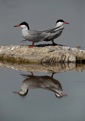 A pair of White-cheeked Tern at Asker marsh, Bahrain