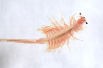 Super macro close up of Artemia salina a 100 million old species of brine shrimp, aquatic crustaceans.