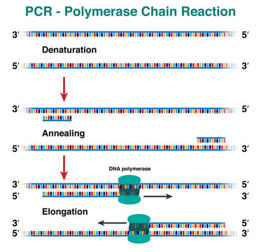 The cycles of DNA molecule amplification by polymerase chain reaction, PCR