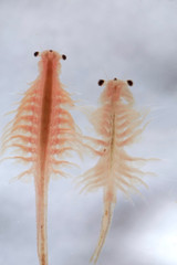 Super macro close up of Artemia salina a 100 million old species of brine shrimp, aquatic...