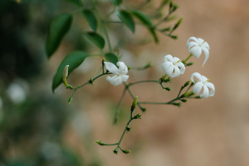 Jasmine flowers on bush in Egypt