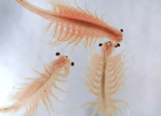 Super macro close up of Artemia salina a 100 million old species of brine shrimp, aquatic crustaceans.