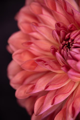 close up of pink dahlia flower