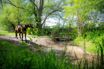 Pferd am Fluss 