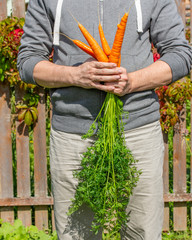 Harvest carrots in the hands of a farmer. A few tubers of ripe bright orange carrots. Harvesting...