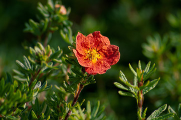 Obraz premium Shrubby cinquefoil Red Ace. Dasiphora fruticosa