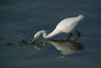 Great Egret fishing at Busiateen coast of Bahrain