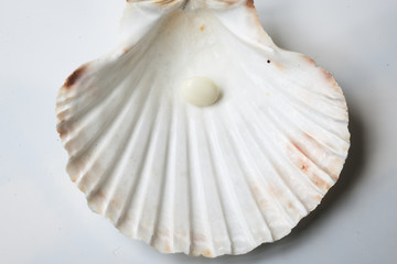 seashell on a white background