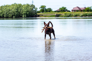 Australian Kelpie breed dog runs and plays on the river water with a stick