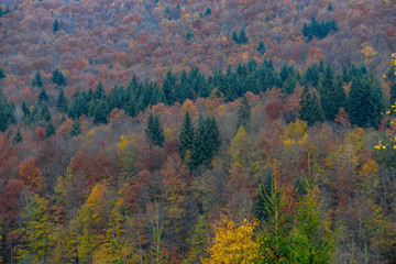 horizontal photo of autumn forest in the mountains