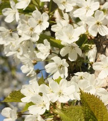 Tree with beautiful white flowers in the garden 
